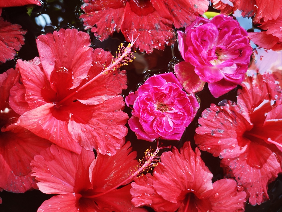 Pinke Rosen